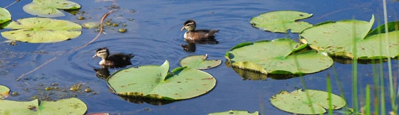 Wood ducklings